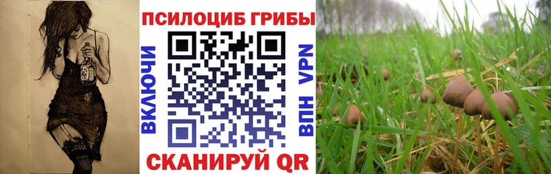 Галлюциногенные грибы Psilocybe  купить наркотик  Болотное 